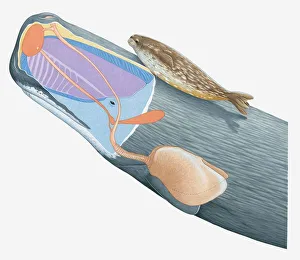 Images Dated 23rd March 2011: Illustration of Weddell Seal and cross section of Sperm Whale showing lungs, nasal passages