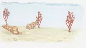 Images Dated 10th November 2008: Illustration of Wentletrap (Epitonium), predatory snails and Pink Sea Fan (Eunicella verrucosa)
