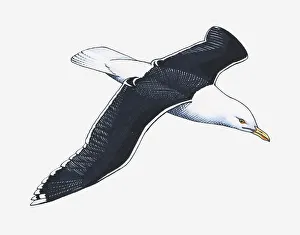 Seagull Gallery: Illustration of Western Gull (Larus occidentalis) in flight