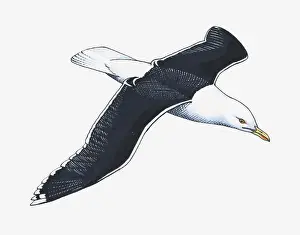 Seagull Prints: Illustration of Western Gull (Larus occidentalis) in flight