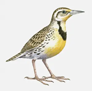 Ornithology Prints: Illustration of a Western meadowlark (Sturnella neglecta), side view