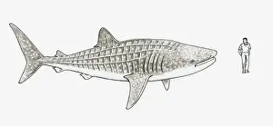 Comparison Prints: Illustration of Whale shark (Rhincodon typus) and a man stood next to it to show scale