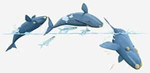 Images Dated 23rd March 2011: Illustration of whales and flying fish breaching
