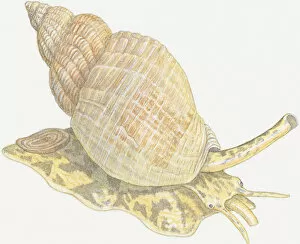 Mollusc Collection: Illustration of Whelk and shell showing siphon on head