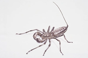 Tail Gallery: Illustration, Whip Scorpion (Uropygi)