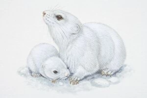 Illustration, white adult and baby Arctic Lemmings (Dicrostonyx torquatus), side view