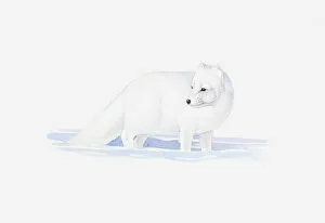 Images Dated 6th May 2011: Illustration of white Arctic Fox (Vulpes lagopus) in snow