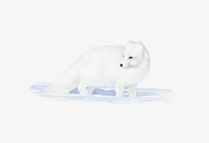 Showing Prints: Illustration of white Arctic Fox (Vulpes lagopus) in snow