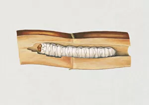 Illustration of white Banana Stem Borer (Telchin licus) caterpillar on stem
