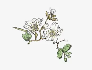 Illustration of white Bauhinia flowers on stem with green leaves