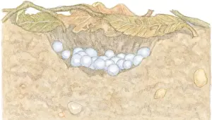 Helix Prints: Illustration of white eggs of Garden Snail (Helix aspersa) in shallow hole under decaying leaves