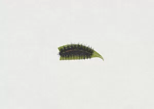 Illustration of White Ermine moth (Spilosoma lubricipeda) caterpillar on green leaf