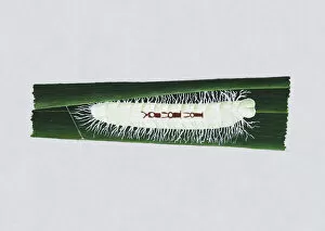 Images Dated 2nd December 2010: Illustration of white Giant Redeye (Gangara thyrsis) caterpillar on green leaf