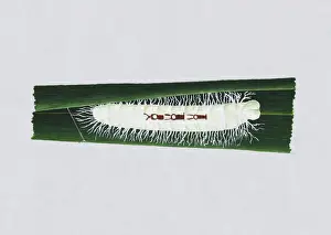 Illustration of white Giant Redeye (Gangara thyrsis) caterpillar on green leaf