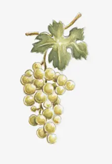 Viniculture Prints: Illustration of white grapes on the vine