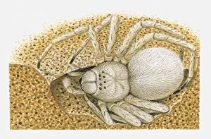 Illustration of White Lady (Leucorchestris arenicola) spider in burrow