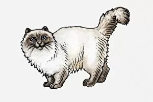 Illustration of a white longhair cat, looking at camera