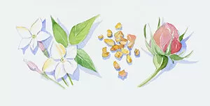 Images Dated 10th November 2008: Illustration of white neroli flowers, pink bud and green leaves on stems, sandalwood wood chips