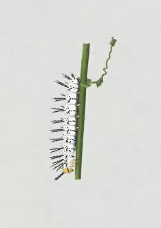 Images Dated 2nd December 2010: Illustration of white Red Postman (Heliconius erato) caterpillar on green stem