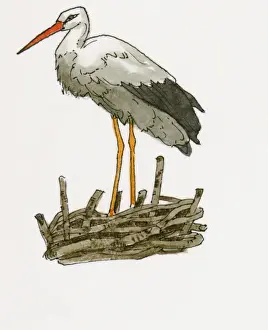 Stork Prints: Illustration of White Stork (Ciconia ciconia) standing on nest near Feke