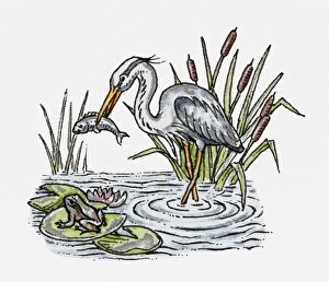 Illustration of a white stork holding fish in its beak, nearby a frog sitting on lily pad