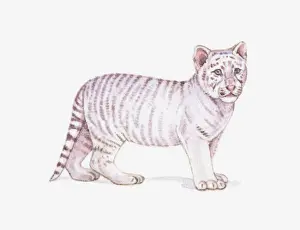 Panthera Tigris Prints: Illustration of a White tiger cub (Panthera tigris)