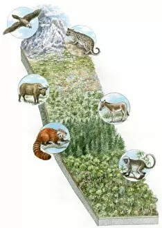 Jungle Gallery: Illustration of wild animals whose habitat is snowy mountains, Great Plains, prairie, bamboo forest