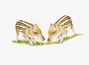 Illustration of two Wild Boar (Sus scrofa) piglet
