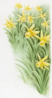 Daffodil Prints: Illustration of Wild Daffodils (Narcissus pseudonarcissus)