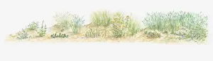 Ammophila Prints: Illustration of wild flowers growing on sand dune