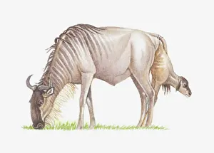 Wildebeest Prints: Illustration of wildebeest giving birth while grazing
