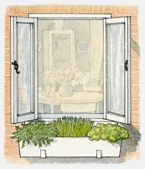 Window Box Prints: Illustration of window box containing herbs including chives and parsley