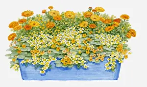 Window Box Prints: Illustration of windowbox containing Limnanthes douglasii (Poached egg plant)