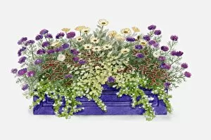 Images Dated 30th March 2011: Illustration of windowbox containing Verbena Imagination, Trifolium repens Purpurascens (Clover)