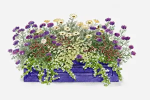 Asteraceae Prints: Illustration of windowbox containing Verbena Imagination