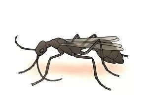 Illustration of Winged Ant (Solenopsis)