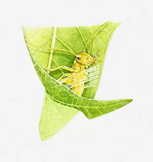 Images Dated 6th May 2011: Illustration of Wingless Cricket (Saga pedo) in leaf