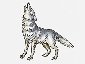 Images Dated 23rd April 2010: Illustration of wolf howling