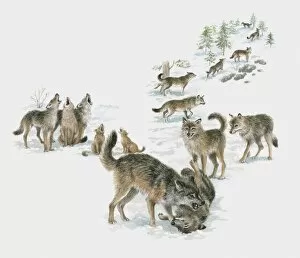 Images Dated 30th October 2009: Illustration of wolf pack