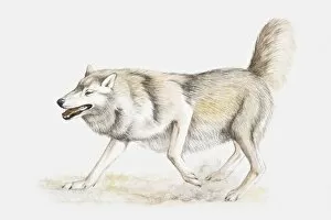Illustration of a wolf scraping a mark on the ground