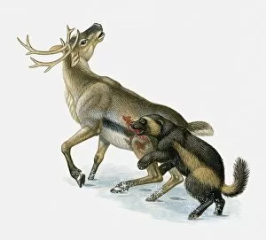 Images Dated 13th April 2010: Illustration of Wolverine (Gulo gul) killing Caribou (Rangifer tarandus) in snow