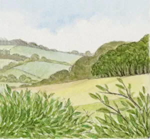 At The Edge Of Gallery: Illustration of wood at edge of countryside