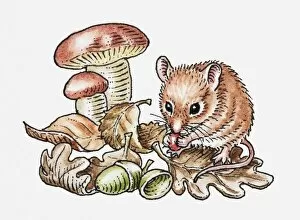Berry Gallery: Illustration of wood mouse (Apodemus sylvaticus) feeding on red berry