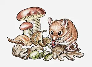 Dead Plant Prints: Illustration of wood mouse (Apodemus sylvaticus) feeding on red berry