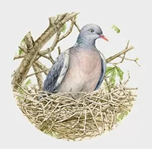 Images Dated 1st March 2010: Illustration of a Wood pigeon (Columba palumbus) in a nest