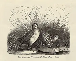Illustration of Two Woodcocks