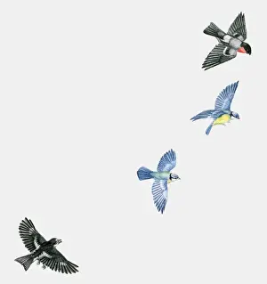Four Animals Prints: Illustration of woodland birds including Pied flycatcher (Ficedula hypoleuca) and Blue tits (Cyanistes caeruleus)