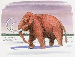 Cold Temperature Collection: Illustration of Woolly Mammoth (Mammuthus primigenius), walking in snow at beginning of Ice Age