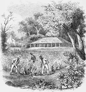 Tobacco Plant Prints: Illustration of Workers Tilling Tobacco Crops