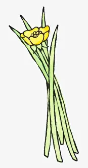 Blade Of Grass Prints: Illustration of yellow buttercup and blades of green grass